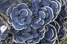 Load image into Gallery viewer, Turkey Tail - Earth Resonance
